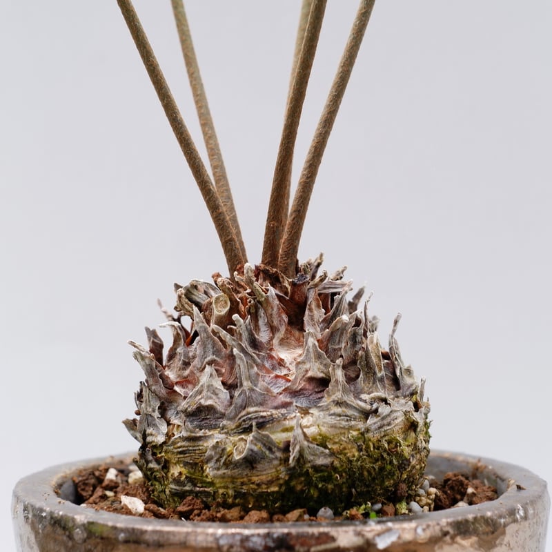 ザミア フロリダーナ 003 Zamia floridana 蘇鉄 | Sunny Branch