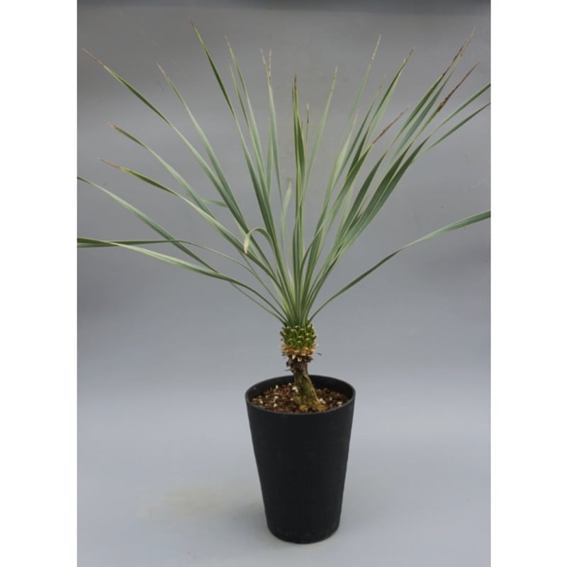 ユッカ ロストラータ 実生株 Yucca Rostrata 006 | Sunny Branch