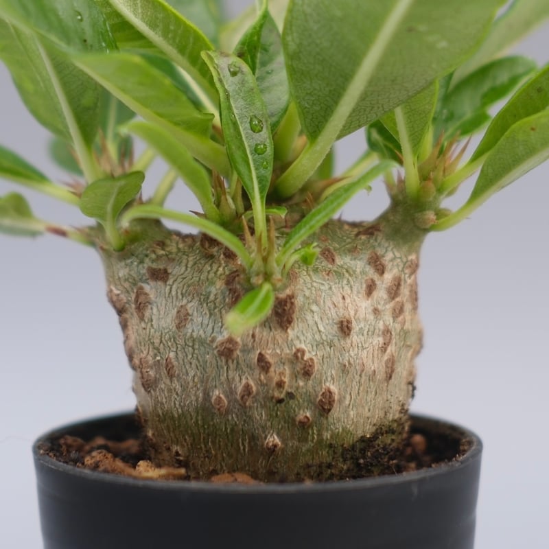 パキポディウム ウィンゾリー 実生株 092Pachypodium windsorii | S