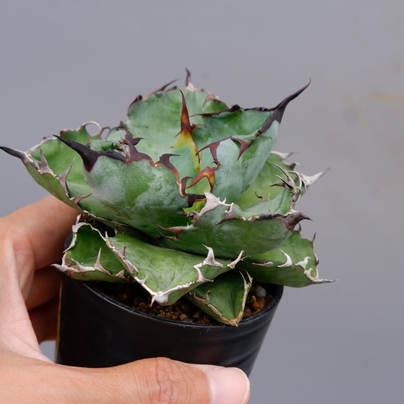 アガベ チタノタ ブラックアンドブルー Agave titanota BB 091 | Sun