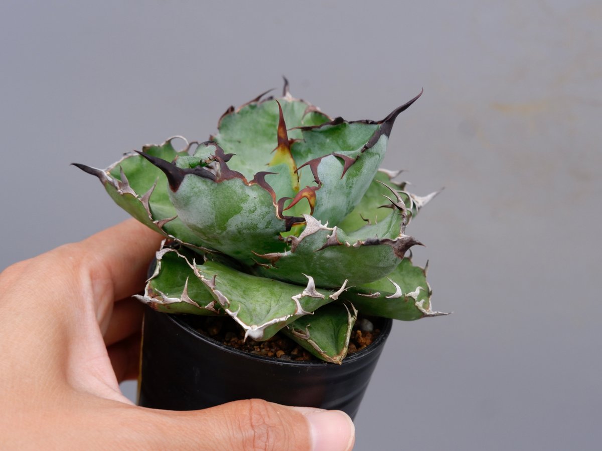 アガベ チタノタ ブラックアンドブルー Agave titanota BB 091 | Sun