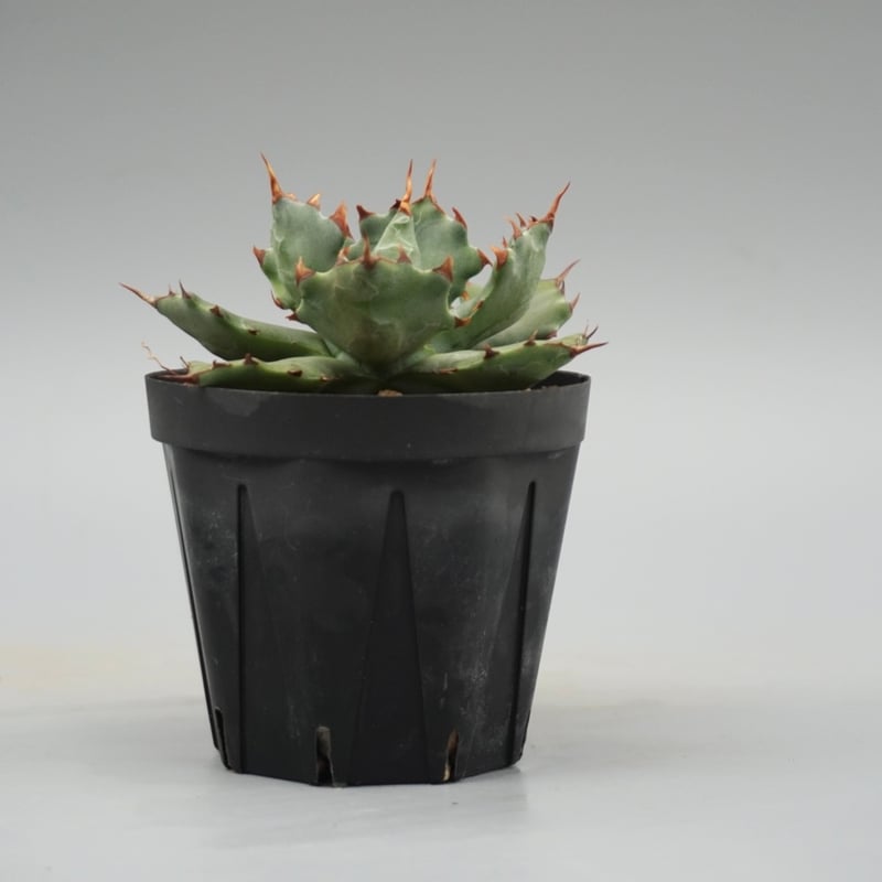 アガベ イシスメンシス 蝦蟹 Agave isthmensis | Sunny Branch