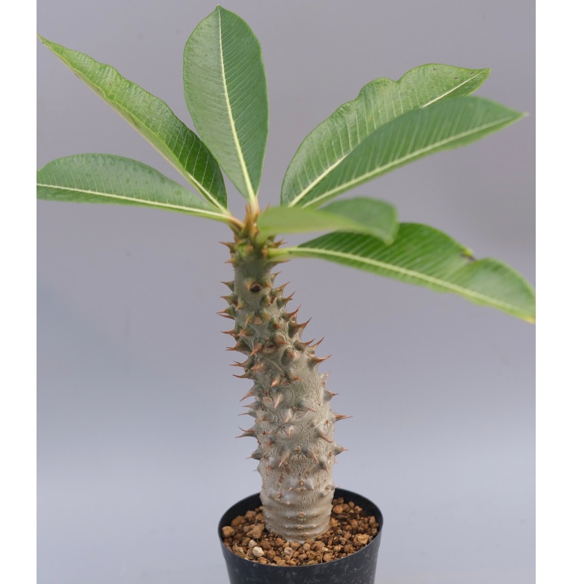 パキポディウム バロニー実生株033 Pachypodium baronii | Sunny