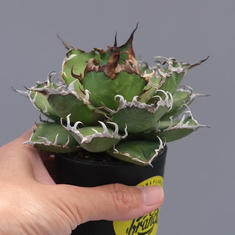 アガベ チタノタ シーザー Agave titanota caesar 196 | Sunny