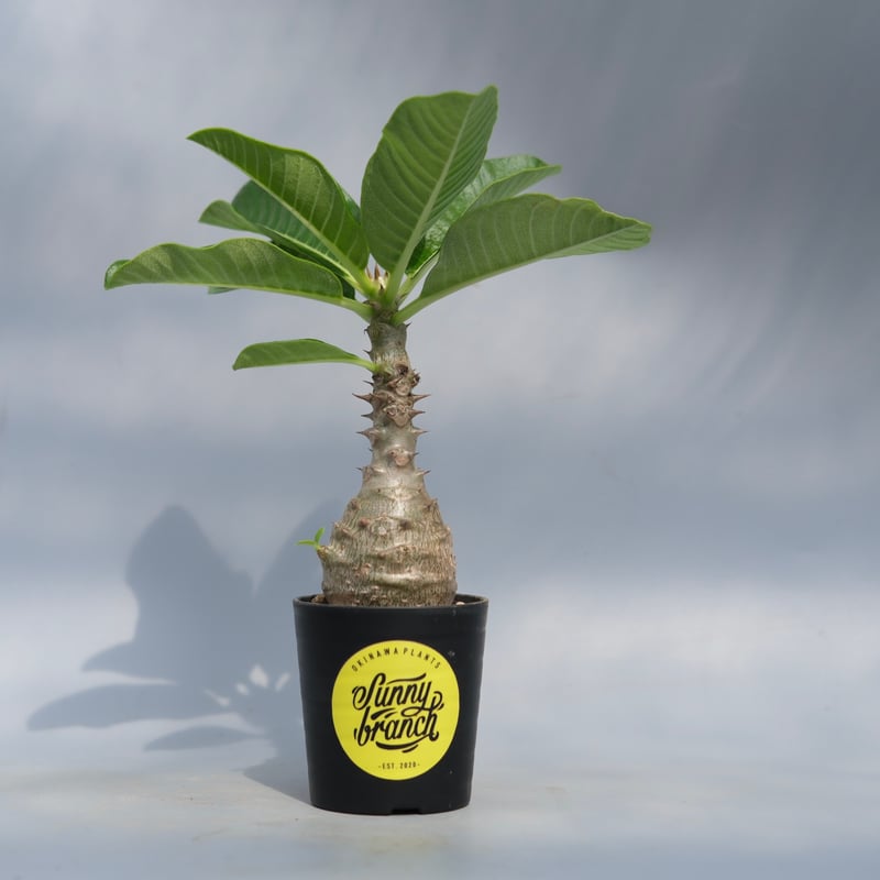 パキポディウム ウィンゾリー 実生株 067 Pachypodium windsorii |