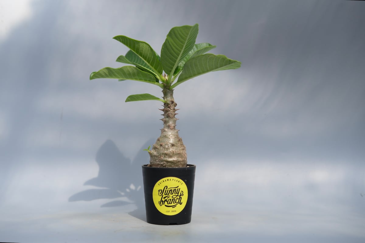 パキポディウム ウィンゾリー 実生株 067 Pachypodium windsorii |