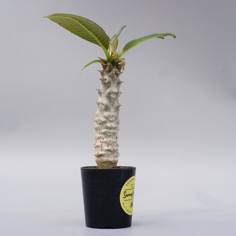 パキポディウム バロニー実生株025 Pachypodium baronii | Sunny