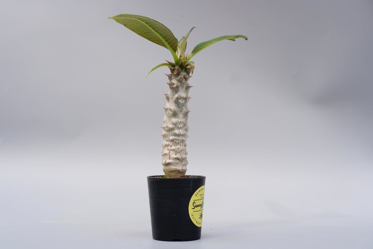 パキポディウム バロニー実生株025 Pachypodium baronii | Sunny