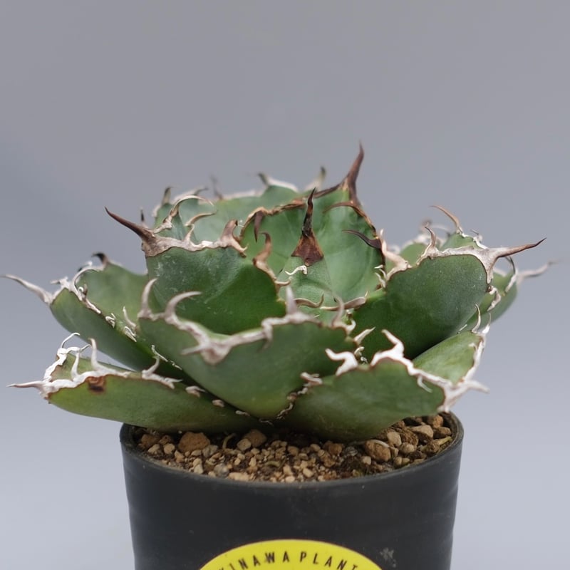 アガベ チタノタ 白鯨 Agave titanota white whale 220 | Su