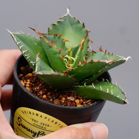 agave海王 | STORES