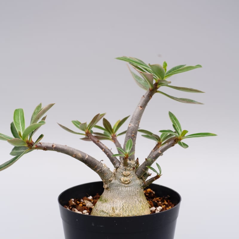アデニウム ソマレンセ 実生株 Adenium somalense 004 | Sunny B