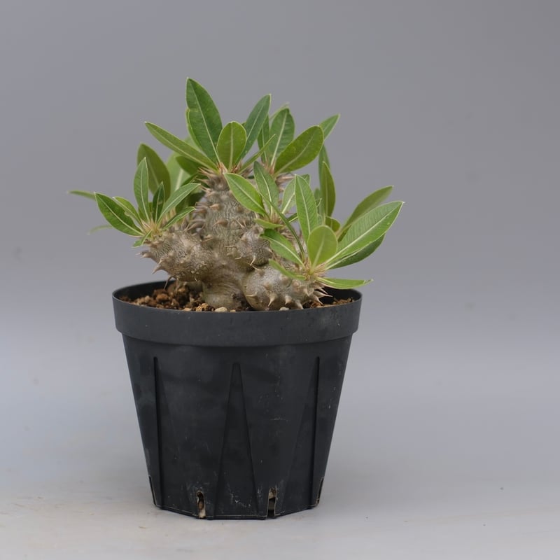 ★*★様 パキポディウム ロスラーツム 実生8年目株 パキポディウム ロスラーツム 実生株 011 Pachypodium rosulatum