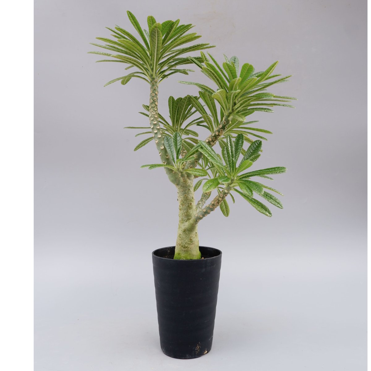 Dorstenia gigas ドルステニアギガス isla del pescado - Dorstenia gigas-ドルステニア・ギガス