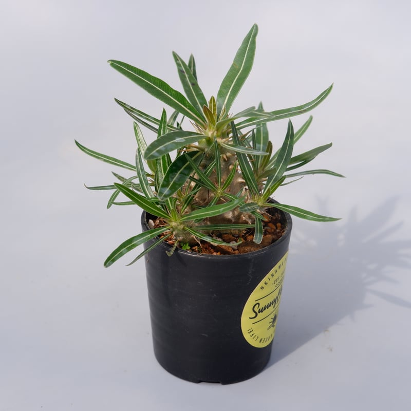 パキポディウム カクチペス 実生株 010 Pachypodium cactipes | Su