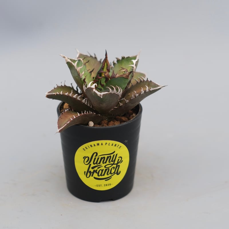 アガベ チタノタ レッドキャットウィーズル Agave titanota Red Catwee