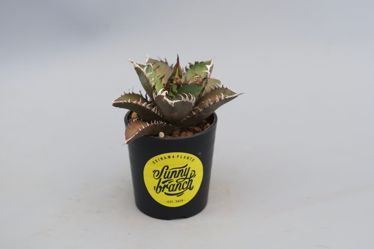 アガベ チタノタ レッドキャットウィーズル Agave titanota Red Catwee