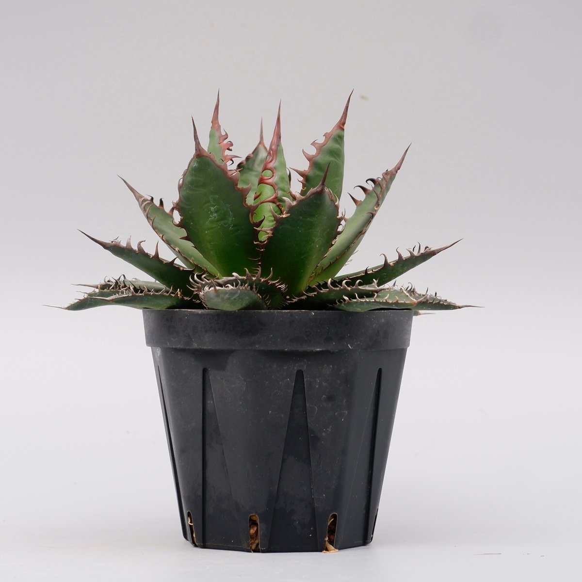 アガベ ホリダ 強棘 アガベ ホリダ 045 Agave horrida 強棘 | Sunny Branch