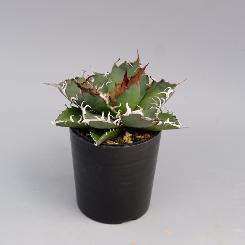 アガベ チタノタ シーザー Agave titanota caesar 144 | Sunny