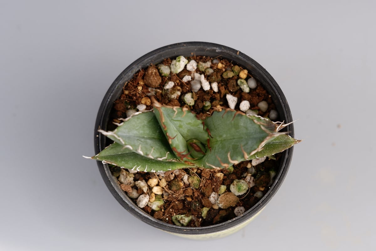 アガベ オテロイ 実生株 Agave oteroi seeding 026 | Sunny