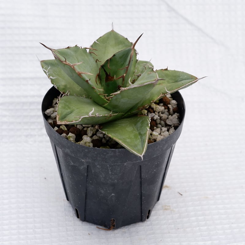 AGAVE OTEROI 2022年実生株 CHUBBY PLANTS | Agave oteroi 実生3年 大まかに分けたら4系統