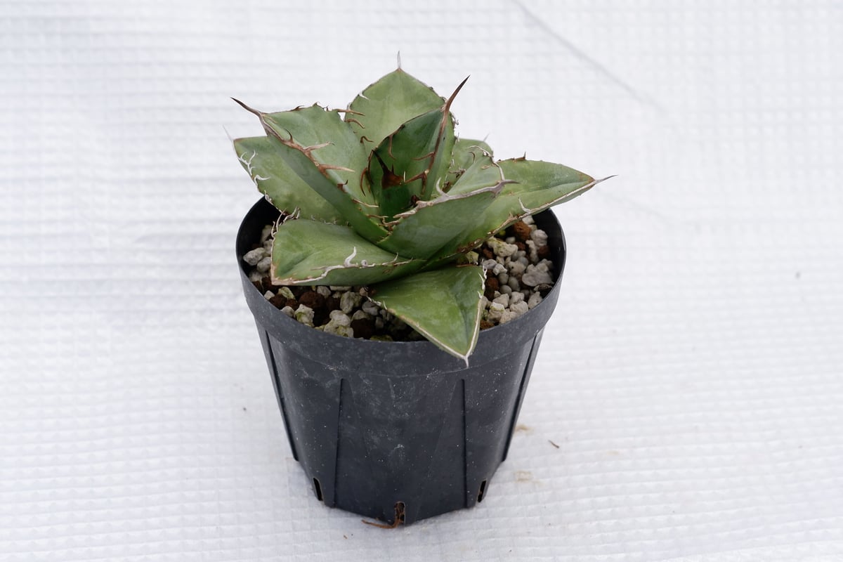 アガベ オテロイ 実生株 Agave oteroi seeding 018 | Sunny