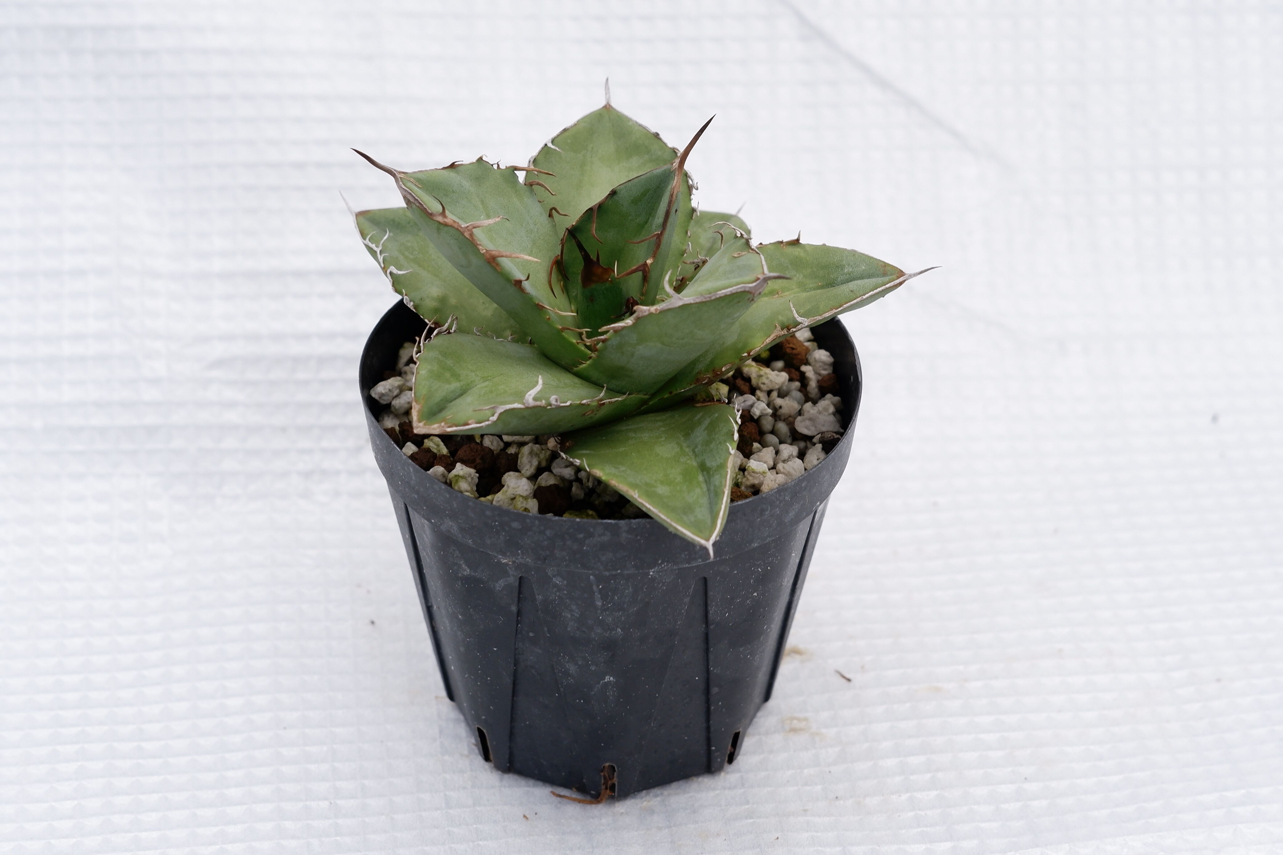 アガベ オテロイ 実生株 Agave oteroi seeding 018 | Sunny