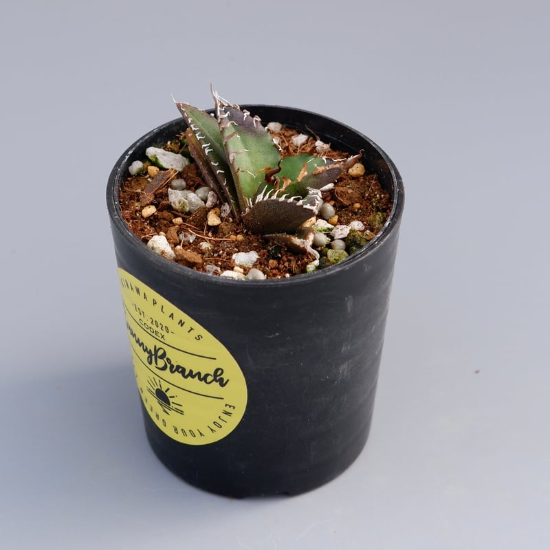 アガベ チタノタ シーザー Agave titanota caesar 049 | Sunny