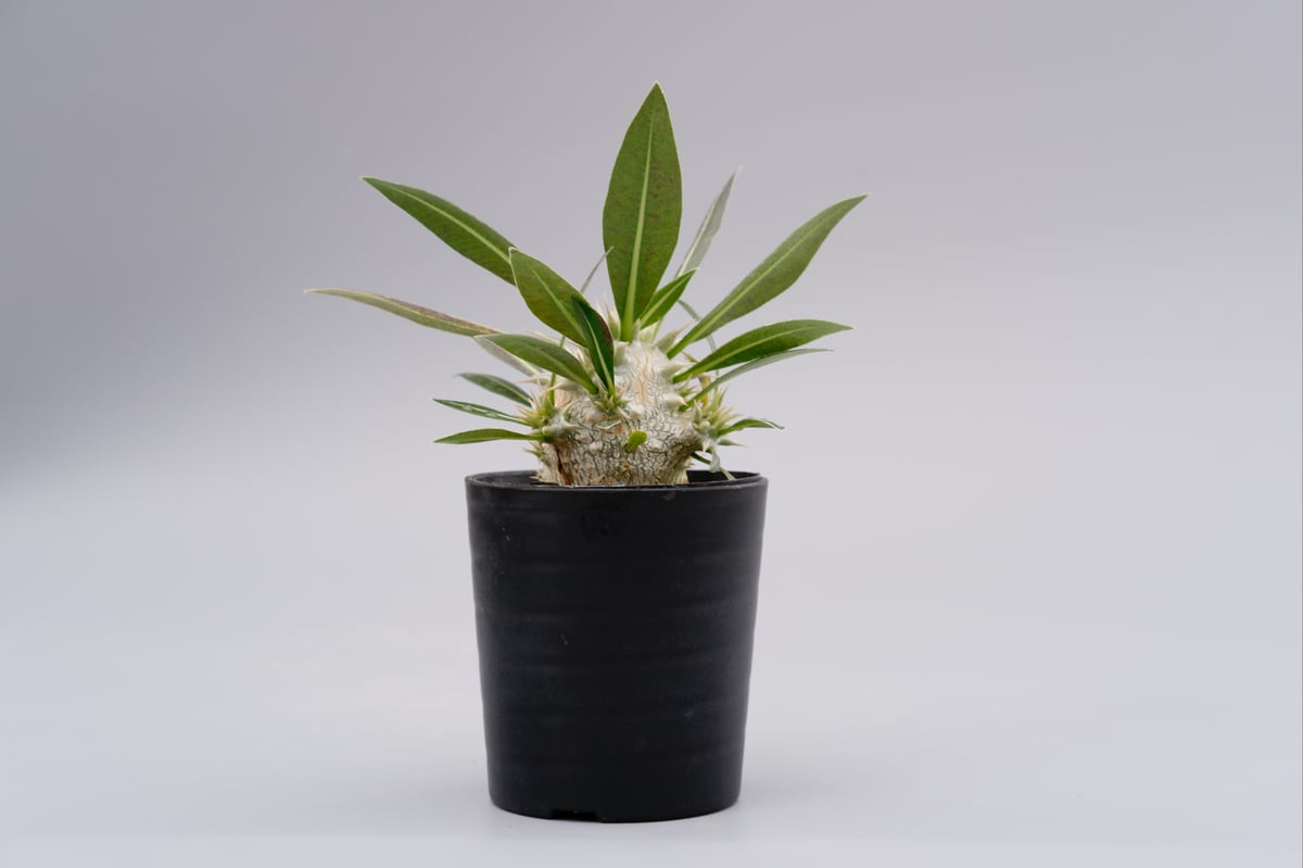 パキポディウム ロスラーツム 実生株 001 Pachypodium rosulatum ve