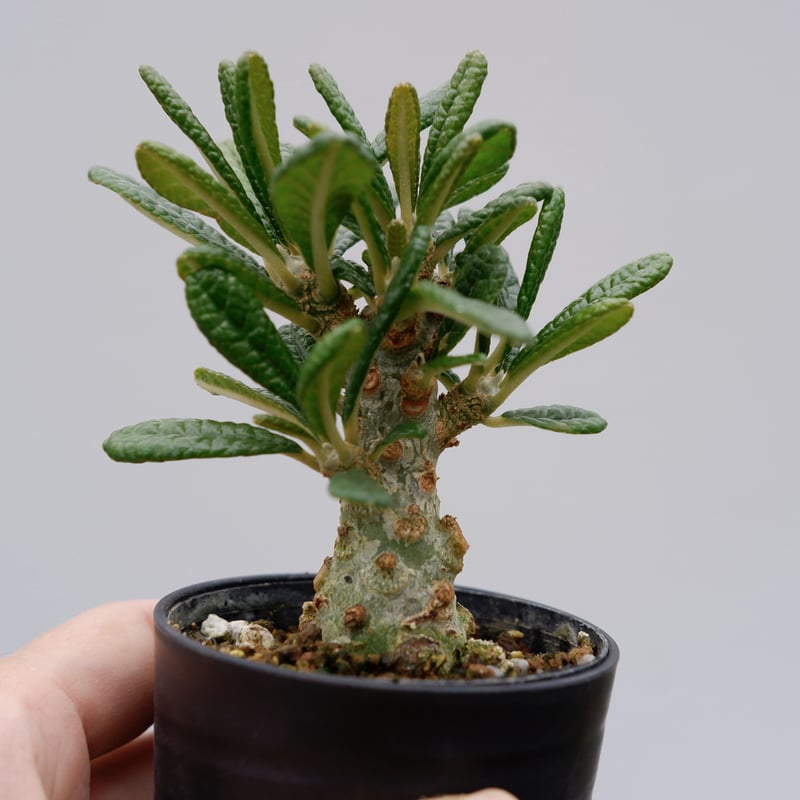 ドルステニア ギガス005 Dorstenia gigas | Sunny Branch