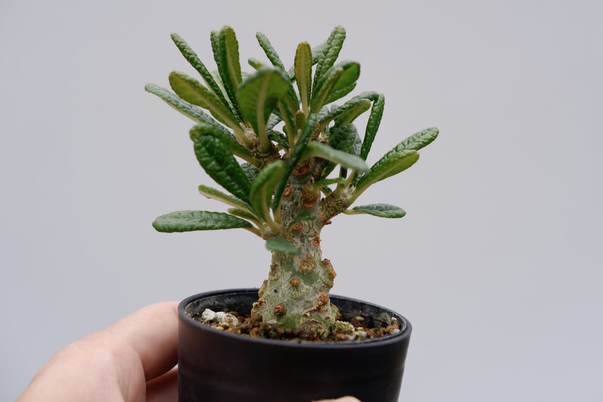 ドルステニア ギガス005 Dorstenia gigas | Sunny Branch