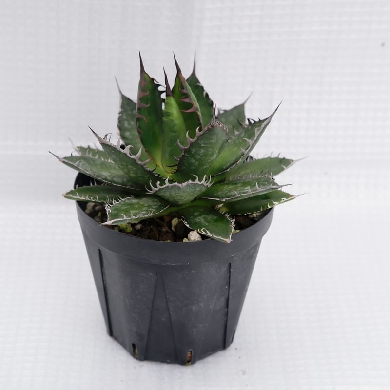 アガベ ホリダ 022 Agave horrida 強棘 | Sunny Branch