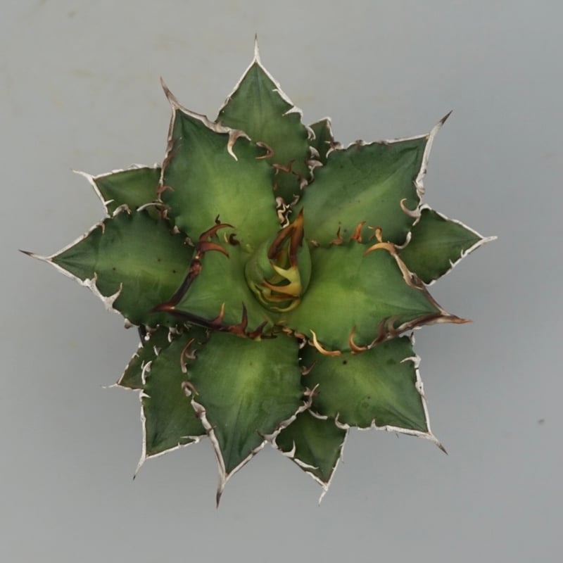 アガベ チタノタ レッドキャットウィーズル Agave titanota Red Catwee