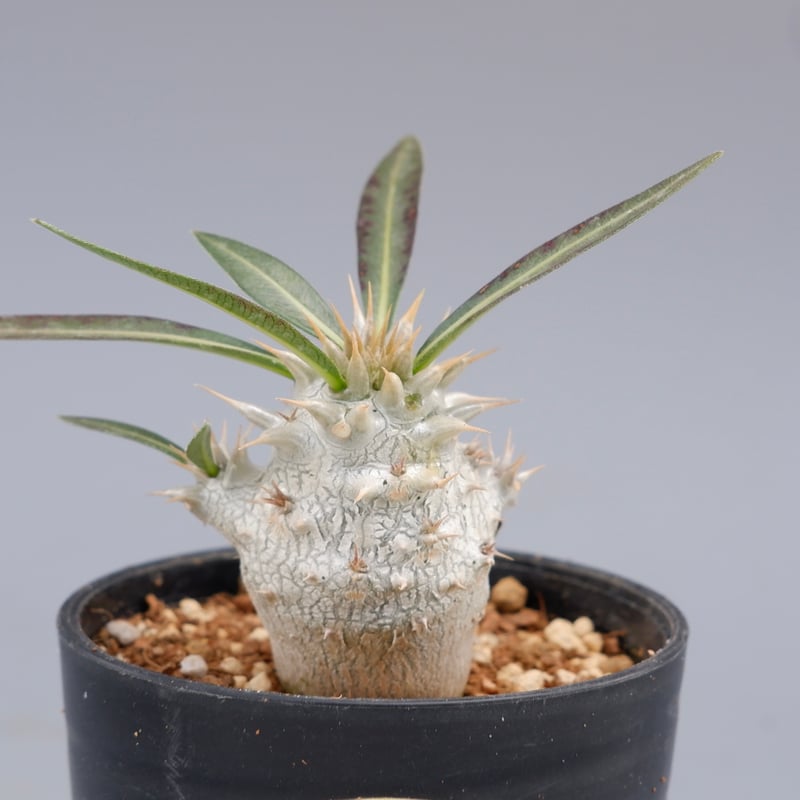 BOTANIZE　パキポディウム　ホロンベンセ　送料込み BOTANIZE パキポディウム ホロンベンセ 送料込み