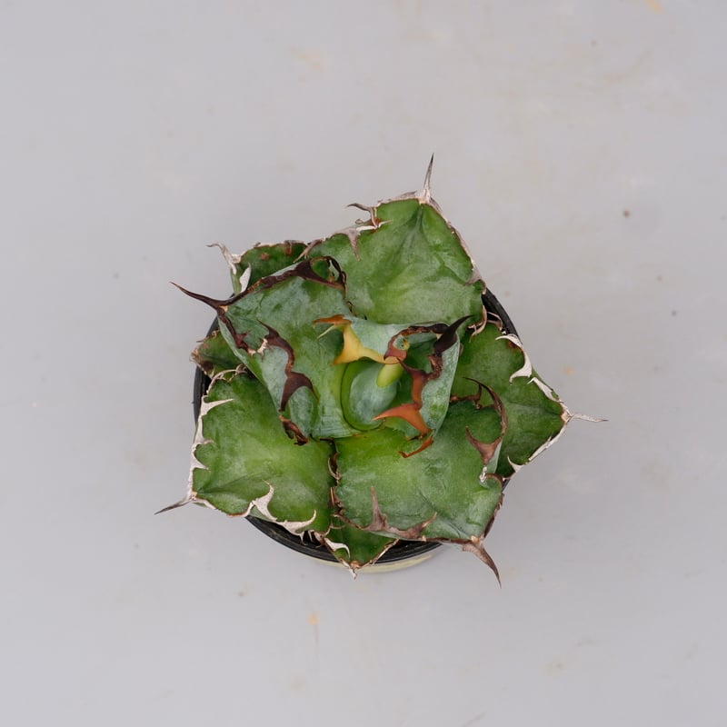 アガベ チタノタ ブラックアンドブルー Agave titanota BB 093 | Sun