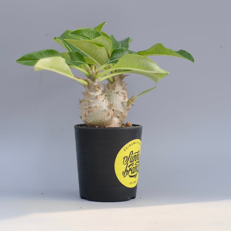 パキポディウム ウィンゾリー 実生株 093 Pachypodium windsorii |