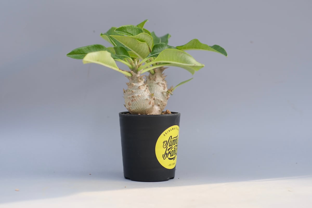 パキポディウムウィンゾリー パキポディウム ウィンゾリー 実生株 093 Pachypodium windsorii |