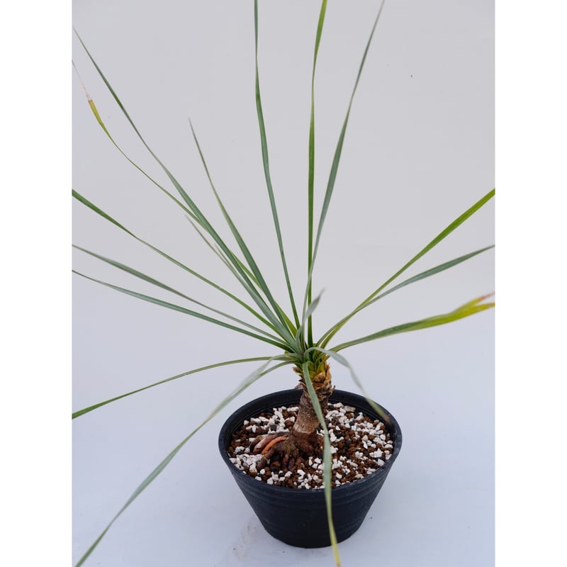 #57 Wヘッド ユッカ ロストラータ yucca rostrata（発根済） 23 ユッカ ロストラータ yucca rostrata（発根済） - メルカリ