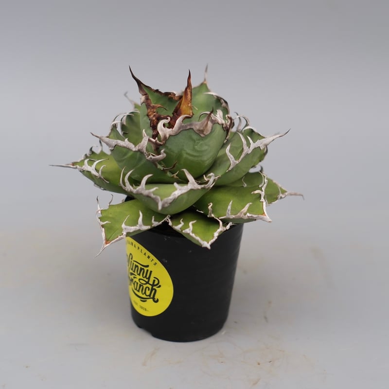 アガベ チタノタ シーザー Agave titanota caesar 171 | Sunny
