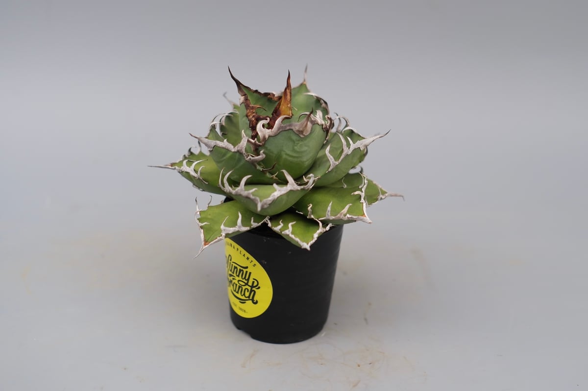 アガベ チタノタ シーザー Agave titanota caesar 171 | Sunny