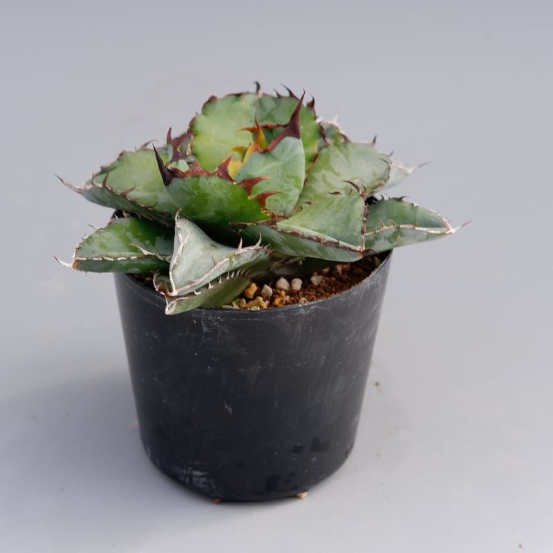 アガベ チタノタ ブラックアンドブルー Agave titanota BB 067 | Sun