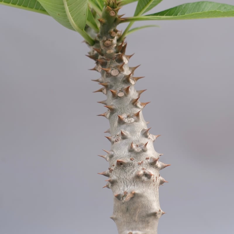 パキポディウム バロニー実生株040 Pachypodium baronii | Sunny
