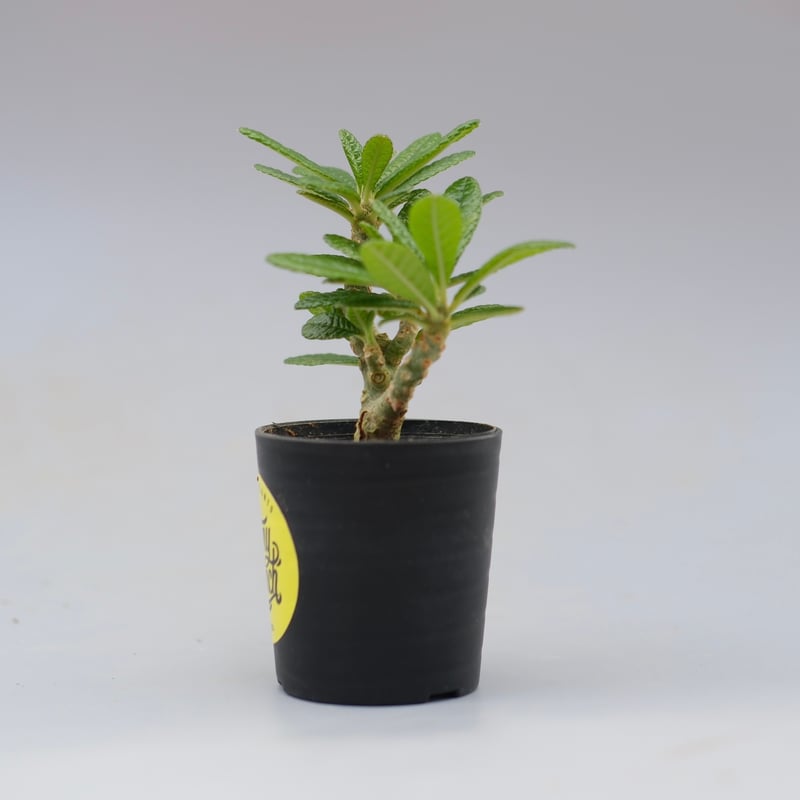 ドルステニア ギガス037 Dorstenia gigas | Sunny Branch