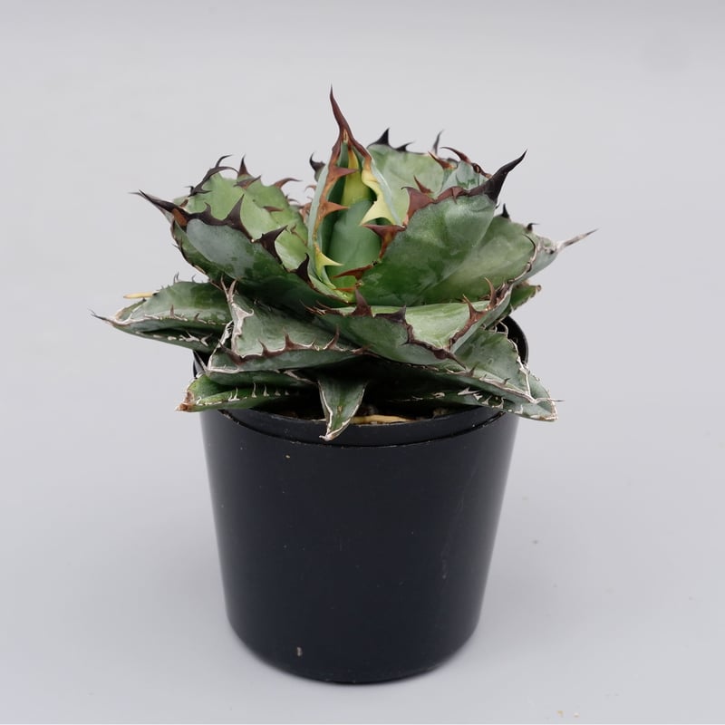 アガベ チタノタ ブラックアンドブルー Agave titanota BB 076 | Sun