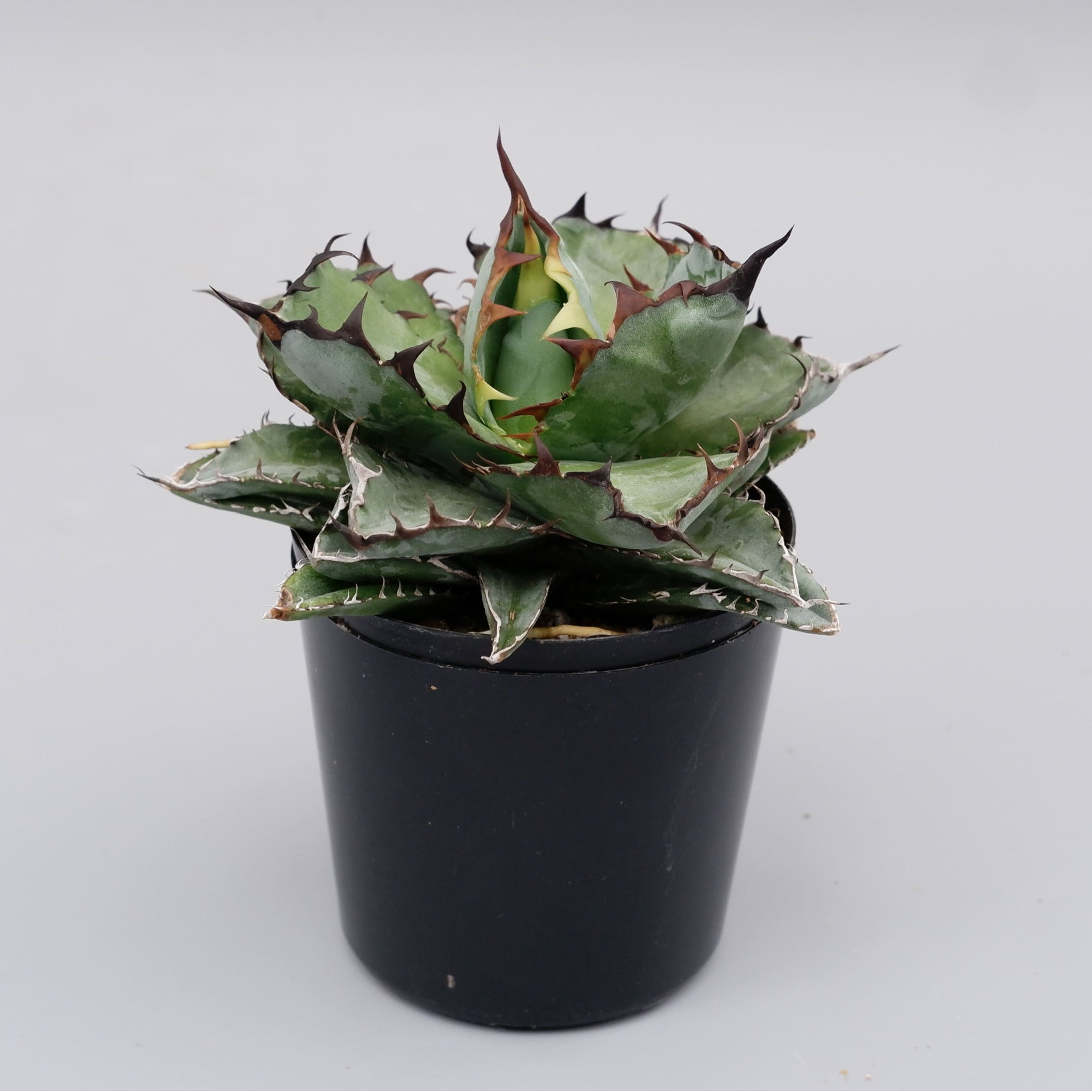 アガベ チタノタ ブラックアンドブルー Agave titanota BB 076 | Sun