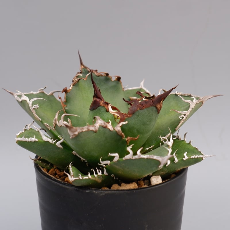 アガベ チタノタ シーザー caesar アガベ・チタノタ シーザー（凱撒）中-019｜agave titanota