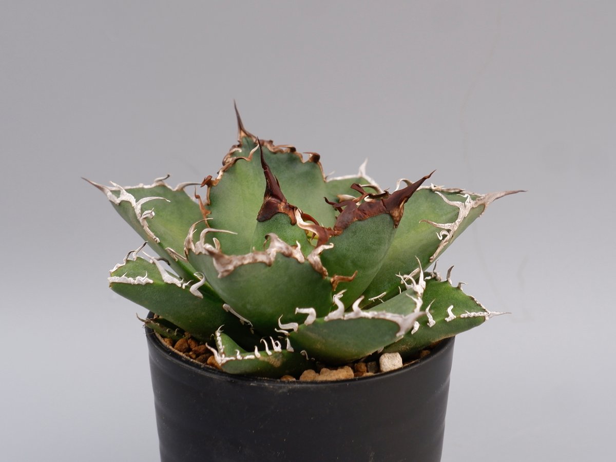 Caesar 親株 アガベ チタノタ シーザー 子株付き Agave titanota