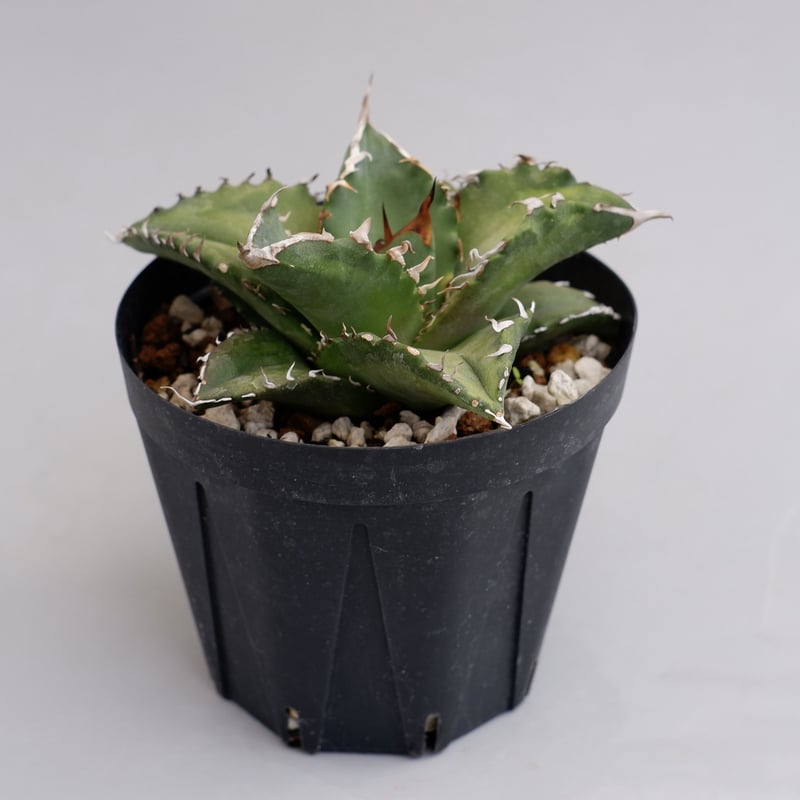 アガベ チタノタ ソーラーエクリプス 夕映 agave titanota Solar ecli