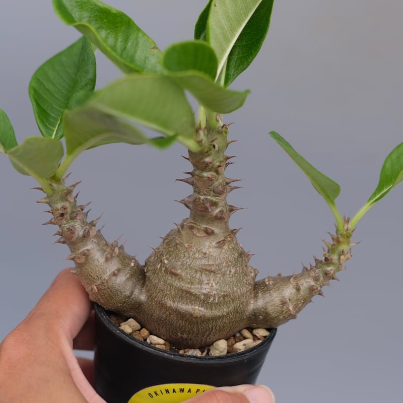 パキポディウム ウィンゾリー 実生株 074 Pachypodium windsorii |