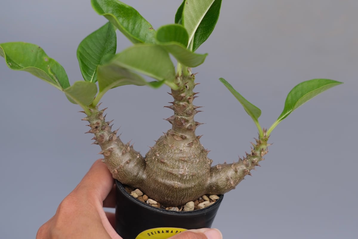 パキポディウム ウィンゾリー 実生株 074 Pachypodium windsorii |
