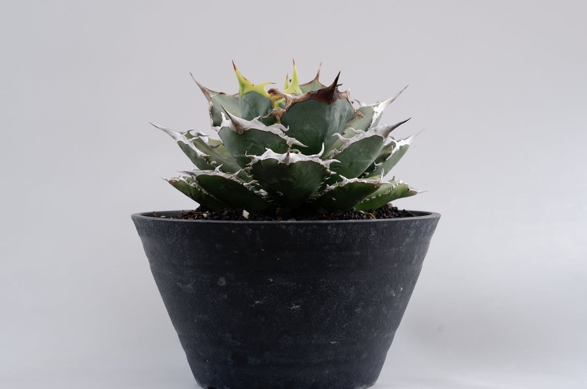 アガベ チタノタ 烈焔 001 Agave titanota 烈焔 | Sunny Branch アガベ チタノタ 烈焔 001 Agave titanota 烈焔 | Sunny Branch